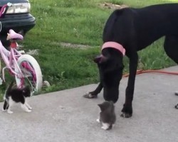 (Video) A Giant Dog Meets a Newborn Kitten. What Happens Next? Beyond Adorable!