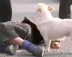 (Video) Loyal Puppy Stays by His Passed Out Owner. To What Extent This Dog Protects Him? How Brave!