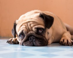 Learning All About Pug Dog Encephalitis (PDE) and How to Recognize This Heartbreaking Disease