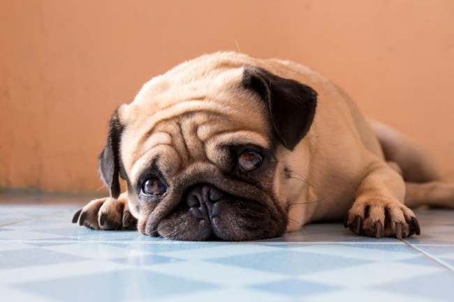 sad pug