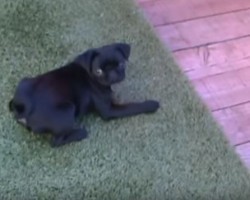 (Video) This Pug Puppy Really Wants to Play With an Old Timer Doggie. How She Tries to Get His Attention? ROFL!