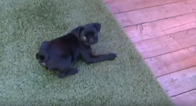 sassy pug puppy