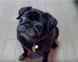 (Video) This Senior Pug Knows Who Rules the House! Now Listen to Those Whines, LOL!