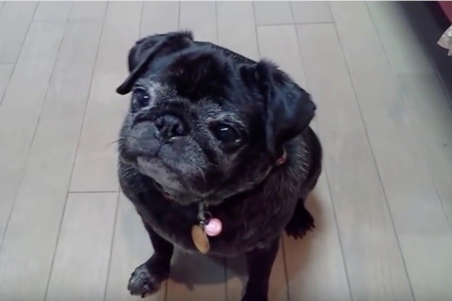 senior pug