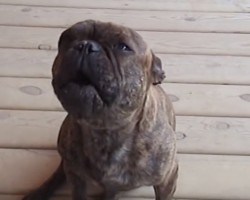 (Video) Chilli the Frenchie Wants to Woo You With a Fun Doggie Song. This Pooch Has Got Talent!