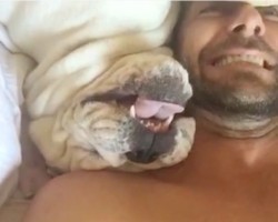 (Video) Bulldog Makes Hilarious Sounds When He’s Woken Up and That’s Not All… LOL!