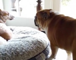 (Video) Bulldog Throws Epic Tantrum Over His Stolen Bed…