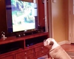(Video) This Doggie Has Been Told Not to Sit too Close to the TV Time and Time Again. Now Watch the Hilarious Moment When THIS Happens…