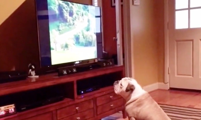 tv dog