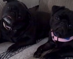(Video) Mom Asks Her Pugs Some Life-Altering Questions. How They Respond After Careful Consideration? This is a Riot!