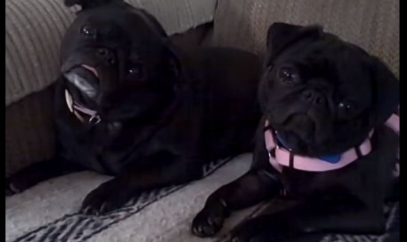 two black pugs head tilt