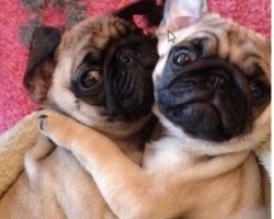 8 Pugs Who Love to Hug!