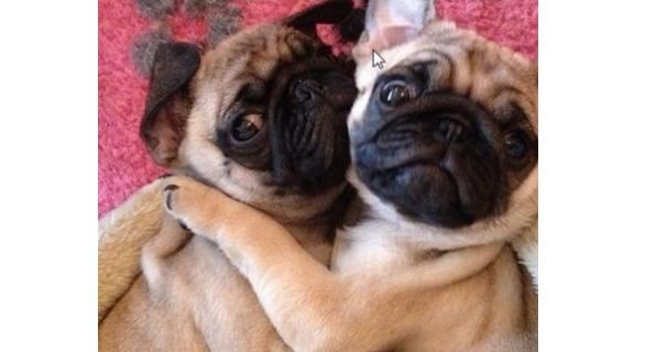 two pugs giving hugs