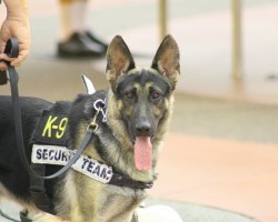 Amazing Working Dogs to Appreciate on Labor Day and Beyond