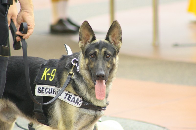 working german shepherd