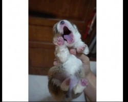 (Video) This Baby Corgi Yawning Is the Most Precious Thing You’ll See Today!