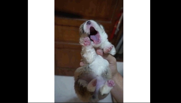 Corgi yawning