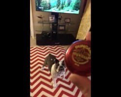 (Video) Bulldog Isn’t so Sure About a Yo-Yo. When the Owner Begins Playing With It? Talk About Humorous!