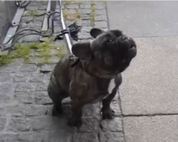 (Video) Frenchie is Asked Why He’s Outside. How He Tells His Tale of Woe? This is Hilarious!
