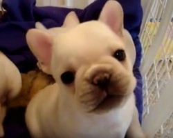 (Video) Gaston the Frenchie Puppy Makes the Cutest Sounds. I Had to Catch My Breath When I Heard Them! AWW!