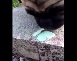 (Video) Pug Comes Across a Butterfly. What Happens Next? I Seriously Can’t Stop Laughing!