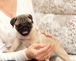 New Study Reveals That Dogs Would Rather Receive Praise From Their Humans as Opposed to Receiving Treats