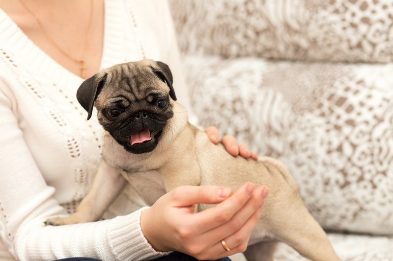 Pug being held by mom