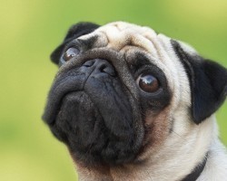 Realities Pug Owners Must Learn to Accept Now or They May Regret it Later