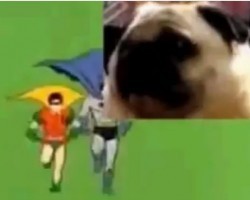 (Video) Attention: This Pug Has a Message for Batman Fans!