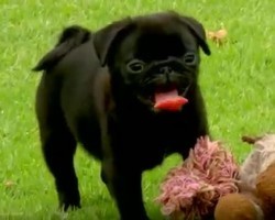 (Video) Having a Bad Day? Watch This for a Whole Lotta’ Puppy Love!