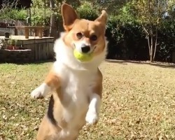 (Video) 35 Adorable Corgis That Anyone Who Watches Them Is Unable to Wipe a Smile off Their Face