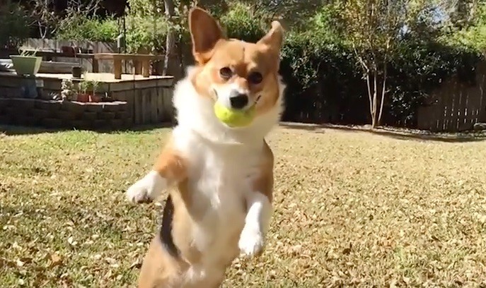 corgi ball