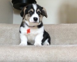 (Video) Darling Corgi Puppy Can’t Seem to Conquer the Stairs. Now See if He Can Face His Fears…