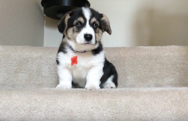 corgi stairs