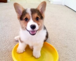 (Video) This Cute Corgi Gets Free Every. Single. Time. When You See How? Can’t Stop Laughing!