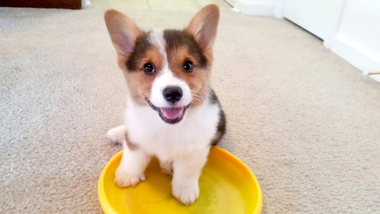 cute corgi escape