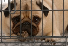 A Dog Owner Shouldn’t Leave a Dog at a Boarding Facility Until They Read THIS