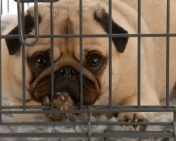 A Dog Owner Shouldn’t Leave a Dog at a Boarding Facility Until They Read THIS