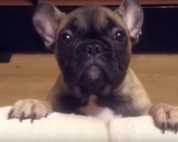 (Video) Baby Frenchie Really Wants Up on the Couch. How He Asks Dad? Aww, My Heart’s Melting!