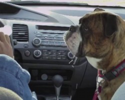 This Man Gets a Cheeseburger. Now Watch the Bulldog’s Mouth in Response… OMG!