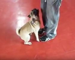 (Video) Pug Shows Off 20 Tricks. When He Performs Every Single One? Wow!
