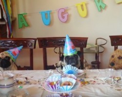 (Video) This Grand Birthday Celebration for a Pug is One for the Ages!