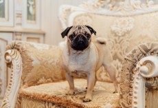 10 Real Life Pug Facts That I Didn’t Even Know (Until Now)