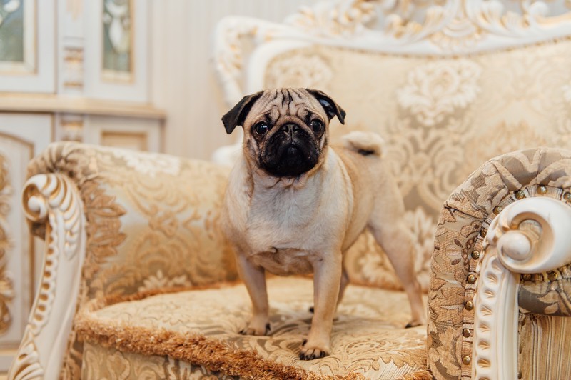 pug puppy on a chair