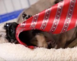 (Video) This Pug Puppy Playing With a Tie Will Totally Make Everyone’s Day