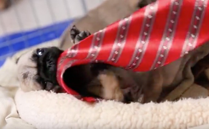 pug puppy playing with tie