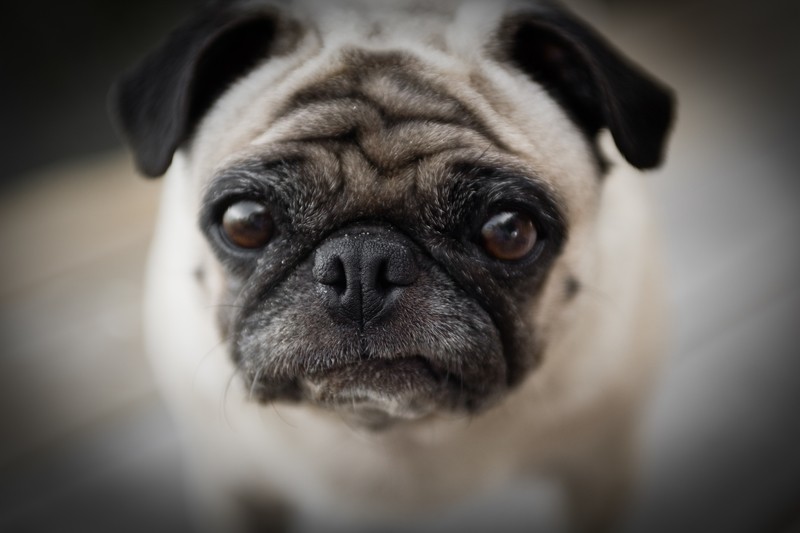 pug with funny face