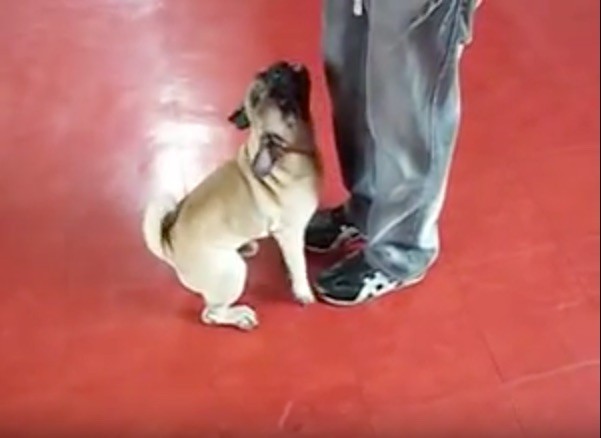 pug tricks