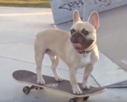 (Video) Skateboarding Doggie is One Talented Pooch! Look at Him Go!