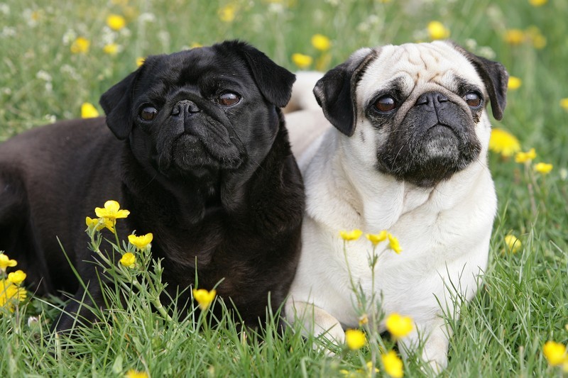 two pugs in a garden